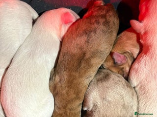 Lurcher dogs for sale: Beautiful lurcher puppies - Advert 1