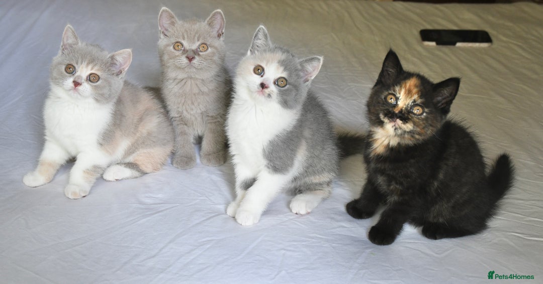 British Shorthair cats for sale: Blue tortie & white GCCF British Shorthair girl - Image 4
