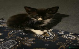 Mixed Breed cats for sale: 2 Beautiful kitten for sale - Image 2