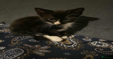 Mixed Breed cats - Advert 16