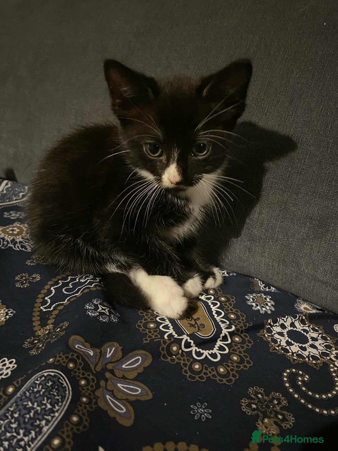 Mixed Breed cats for sale: 2 Beautiful kitten for sale - Image 2