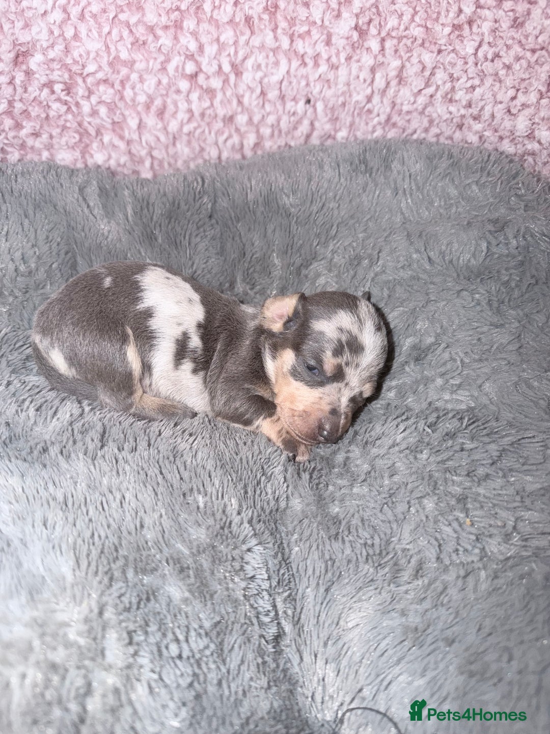 Miniature Dachshund dogs for sale: Stunning kc reg miniature dachshund puppies - Advert 28