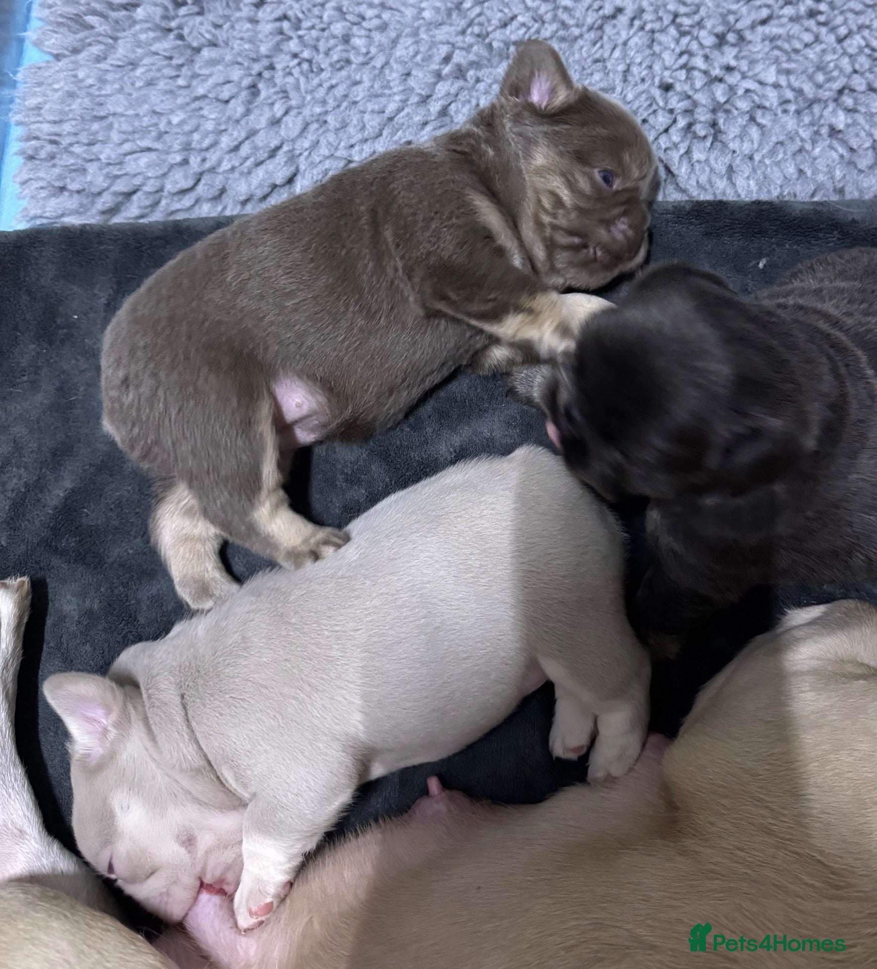 French Bulldog dogs for sale: 3French bulldog girls 2 are visual fluffy - Advert 1