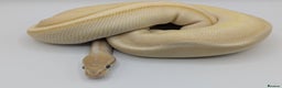 Python Snake reptiles for sale: Range of Royal Pythons - Advert 2