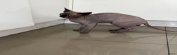 Sphynx cats for stud: TICA Registered Active,Canadian Sphynx is for STUD - Advert 4