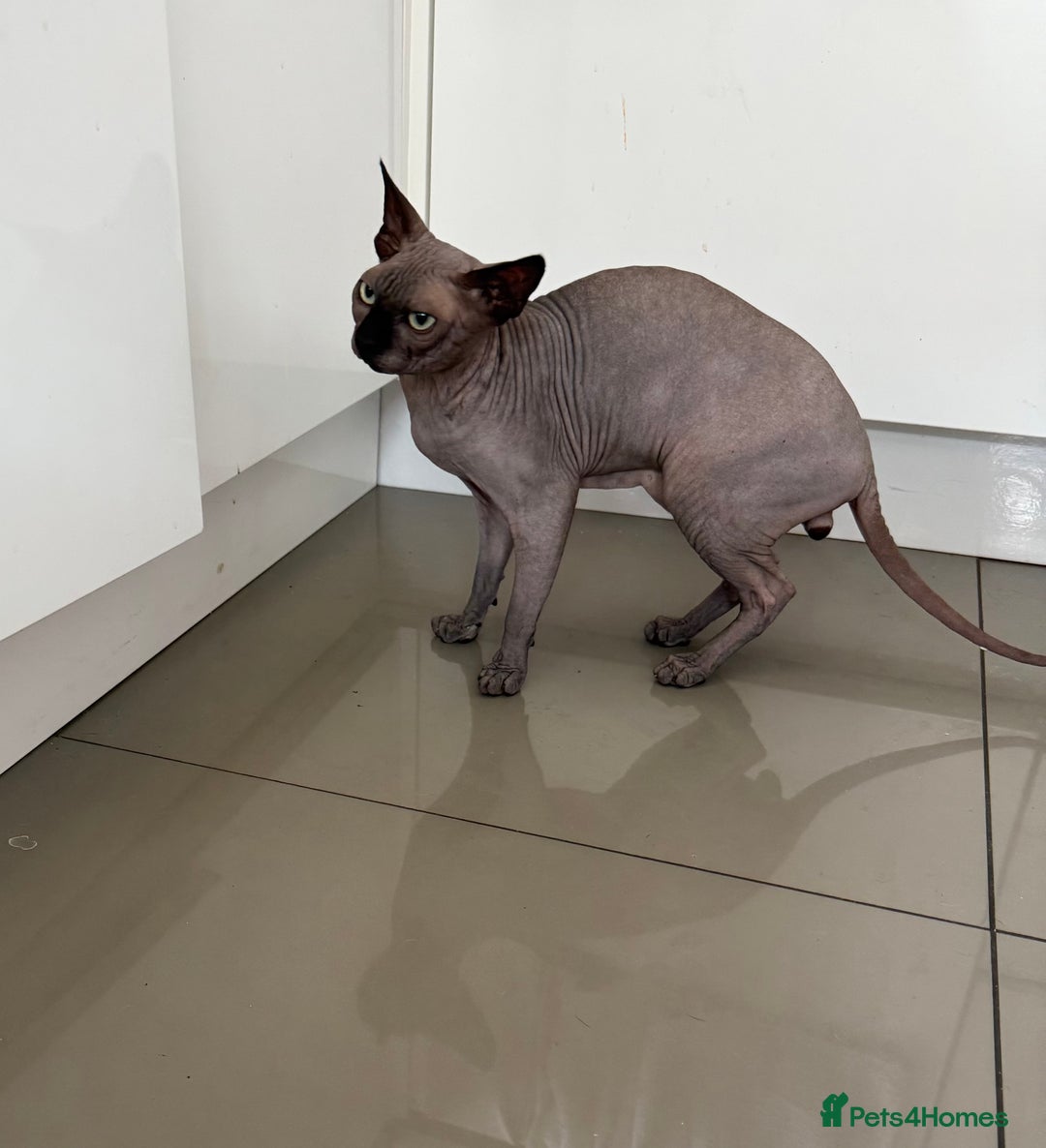 Sphynx cats for stud: TICA Registered Active,Canadian Sphynx is for STUD - Advert 4