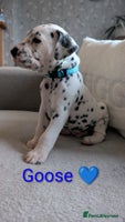 Dalmatian dogs KC registered Dalmatian puppies - Advert 5