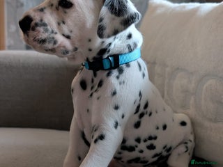 Dalmatian dogs KC registered Dalmatian puppies - Advert 1