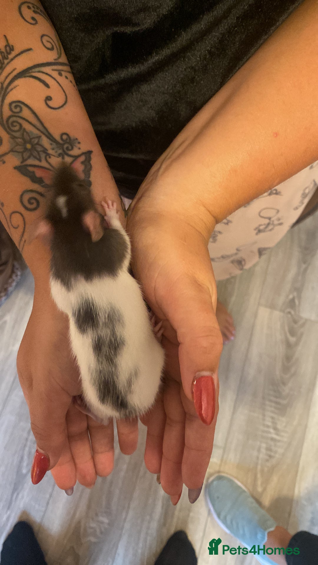 Rat rodents for sale: Beautiful Fancy Rats dumbo  - Image 5