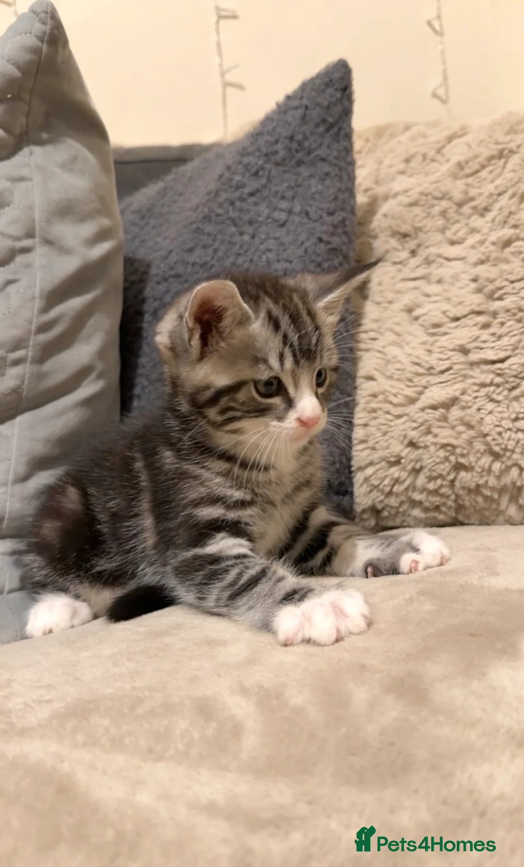 Maine Coon cats for sale: Maine Coon Kittens For Sale! 🐾 - Advert 2