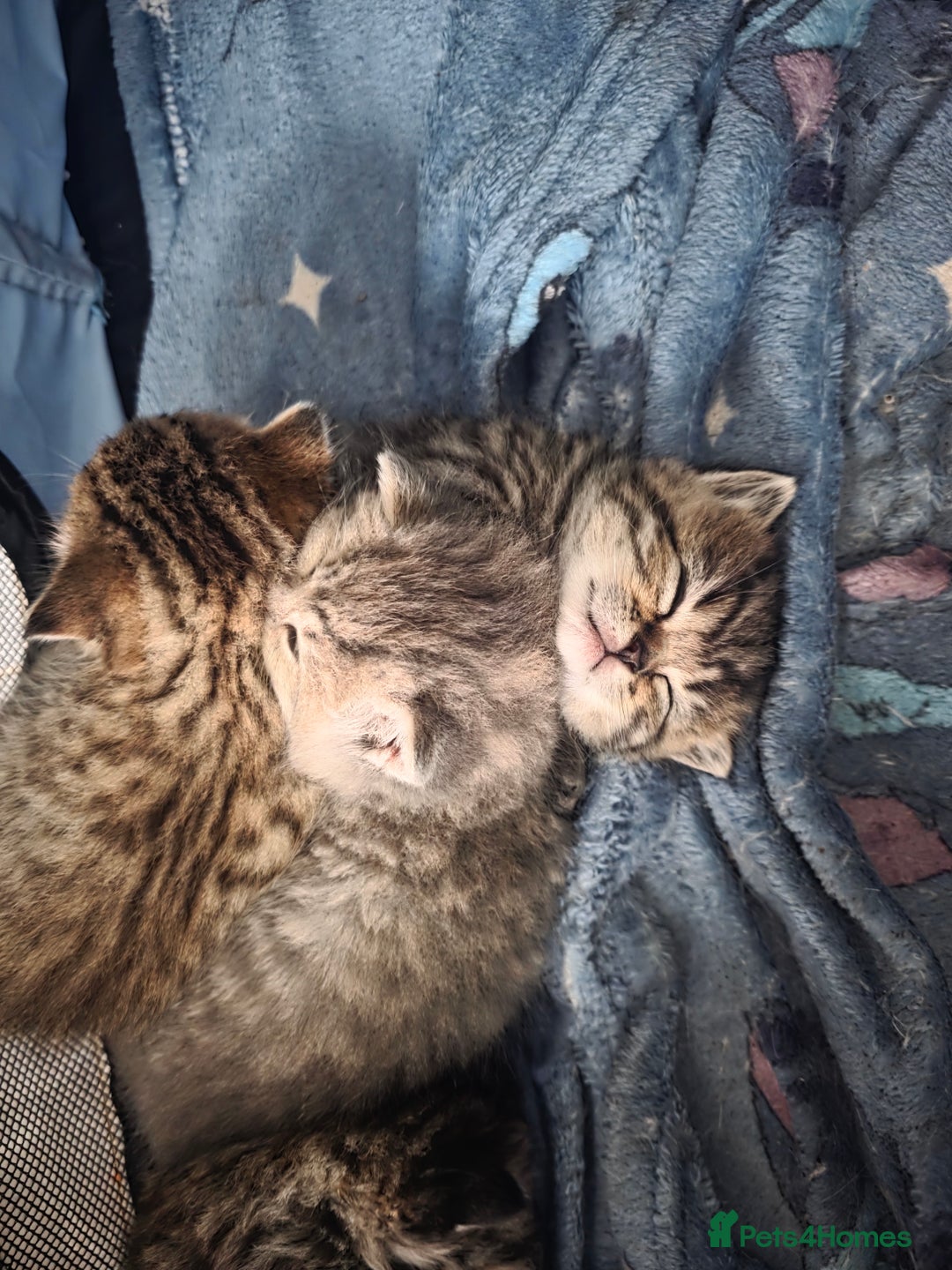 British Shorthair cats for sale: British shorthair x kittens - Image 6