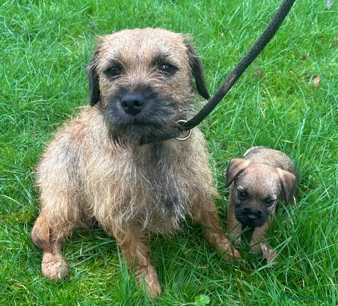 Border Terrier dogs for sale: Adorable border terrier puppies  - Advert 8