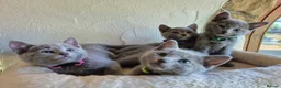 Russian Blue cats for sale: Russian Blue Kittens Loving Homes Only TICA Reg - Advert 8