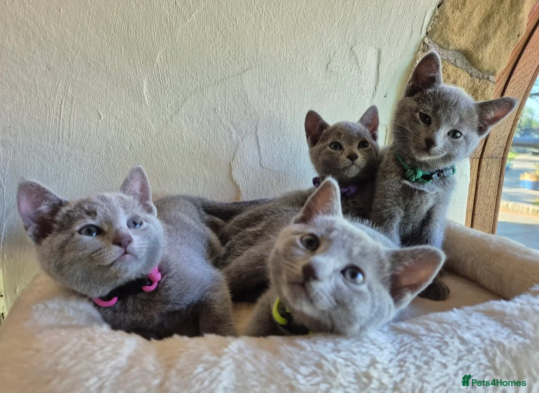 Russian Blue cats for sale: Russian Blue Kittens Loving Homes Only TICA Reg - Advert 8