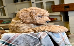 Mini Goldendoodle dogs for sale: Miniature Goldendoodle F1b Puppies - Image 7