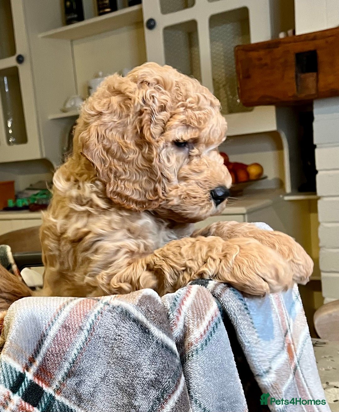Mini Goldendoodle dogs for sale: Miniature Goldendoodle F1b Puppies - Image 7