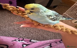 Budgerigars birds for sale: Hand tamed budgie with everything needed - Image 2