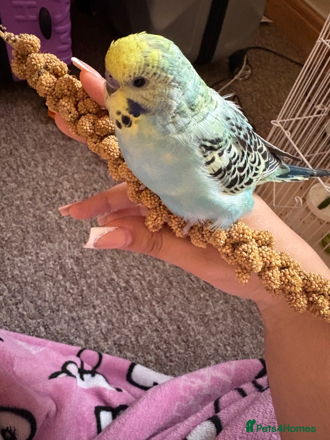 Budgerigars birds for sale: Hand tamed budgie with everything needed - Image 2