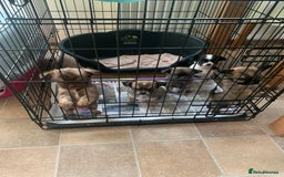 Mixed Breed dogs for sale: Lhasa apso x chihuahua pups  - Image 3