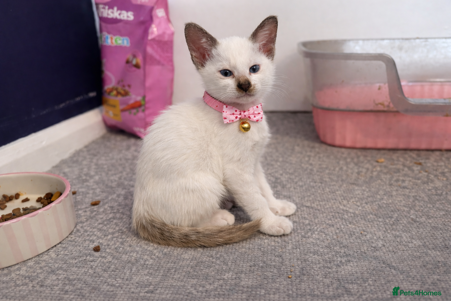 Siamese cats 🌸 Pink Girl – Last Kitten Available🎀 - Advert 8
