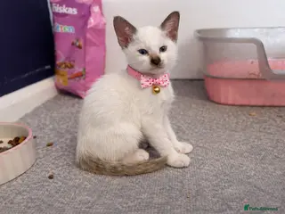 Siamese cats READY NOW🌸 Pink Girl – Last Kitten Available🎀 - Advert 6