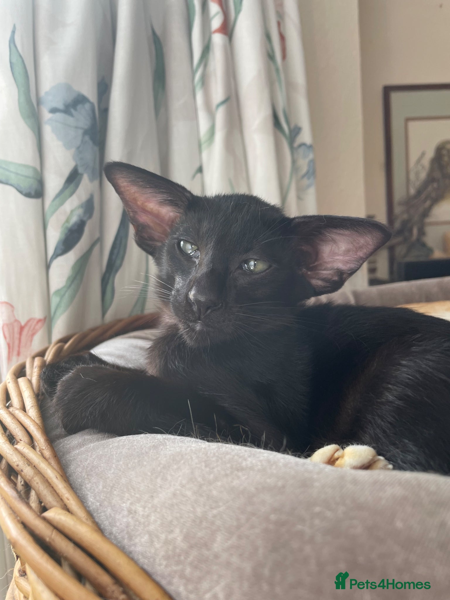 Oriental cats The Birds litter. - Advert 1