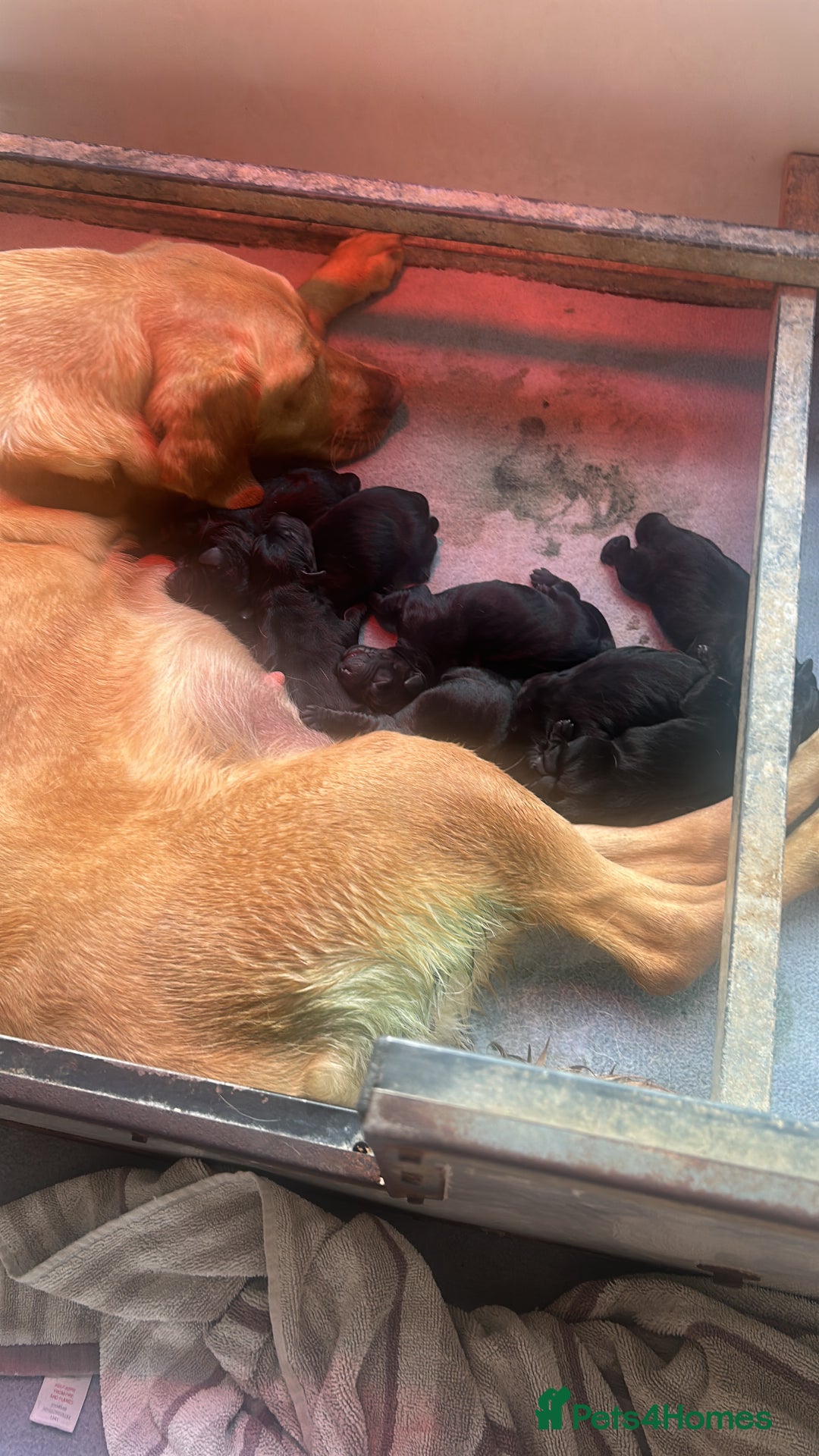 Labrador Retriever dogs for sale: Black Labrador puppies - Image 1