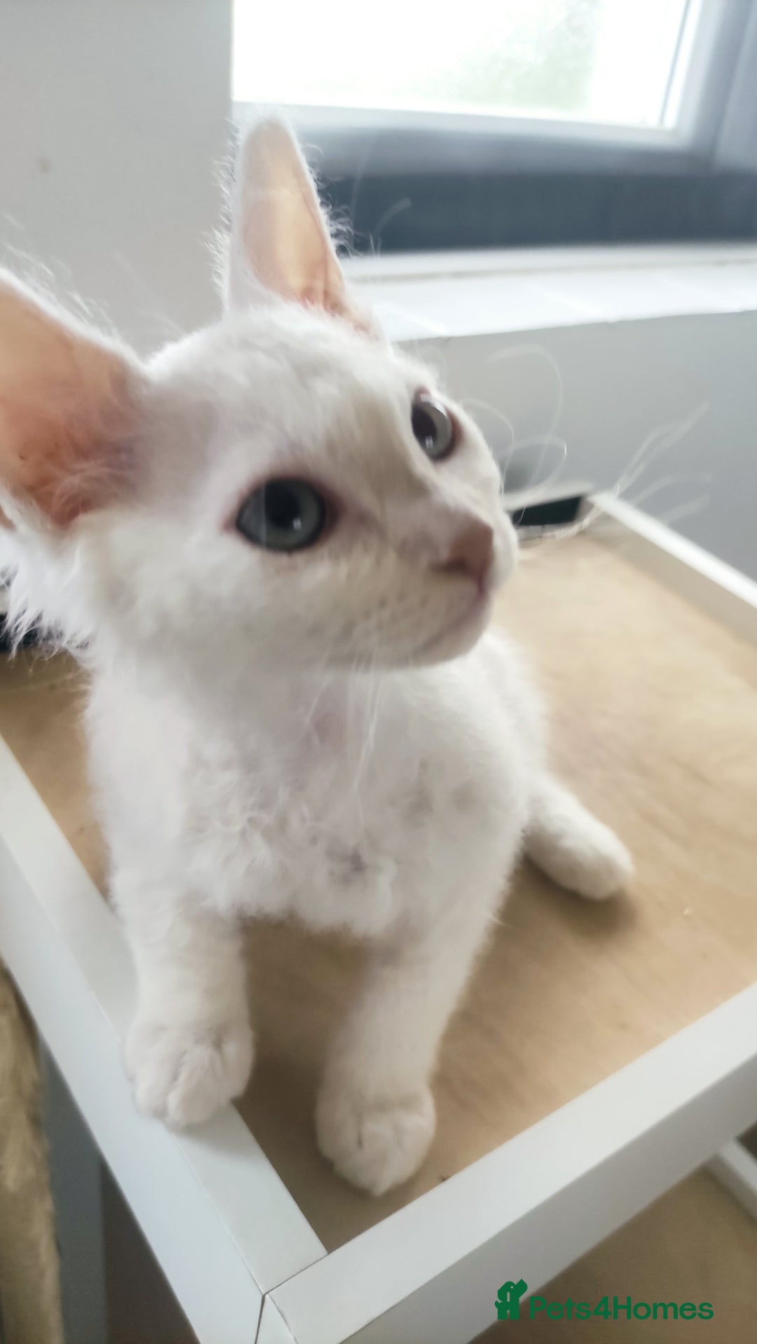 LaPerm cats for sale: Last one **Beautiful LaPerm curly fur boy kitten - Image 4