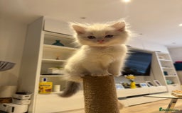 Ragdoll cats for sale: *REDUCED* ready to leave ragdoll kittens - Image 11