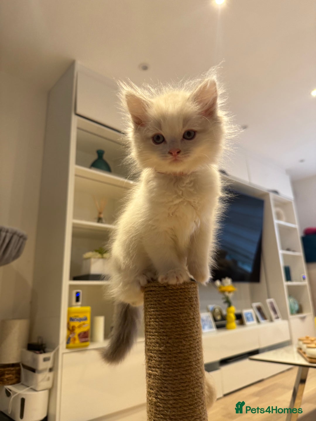 Ragdoll cats for sale: *REDUCED* ready to leave ragdoll kittens - Image 11