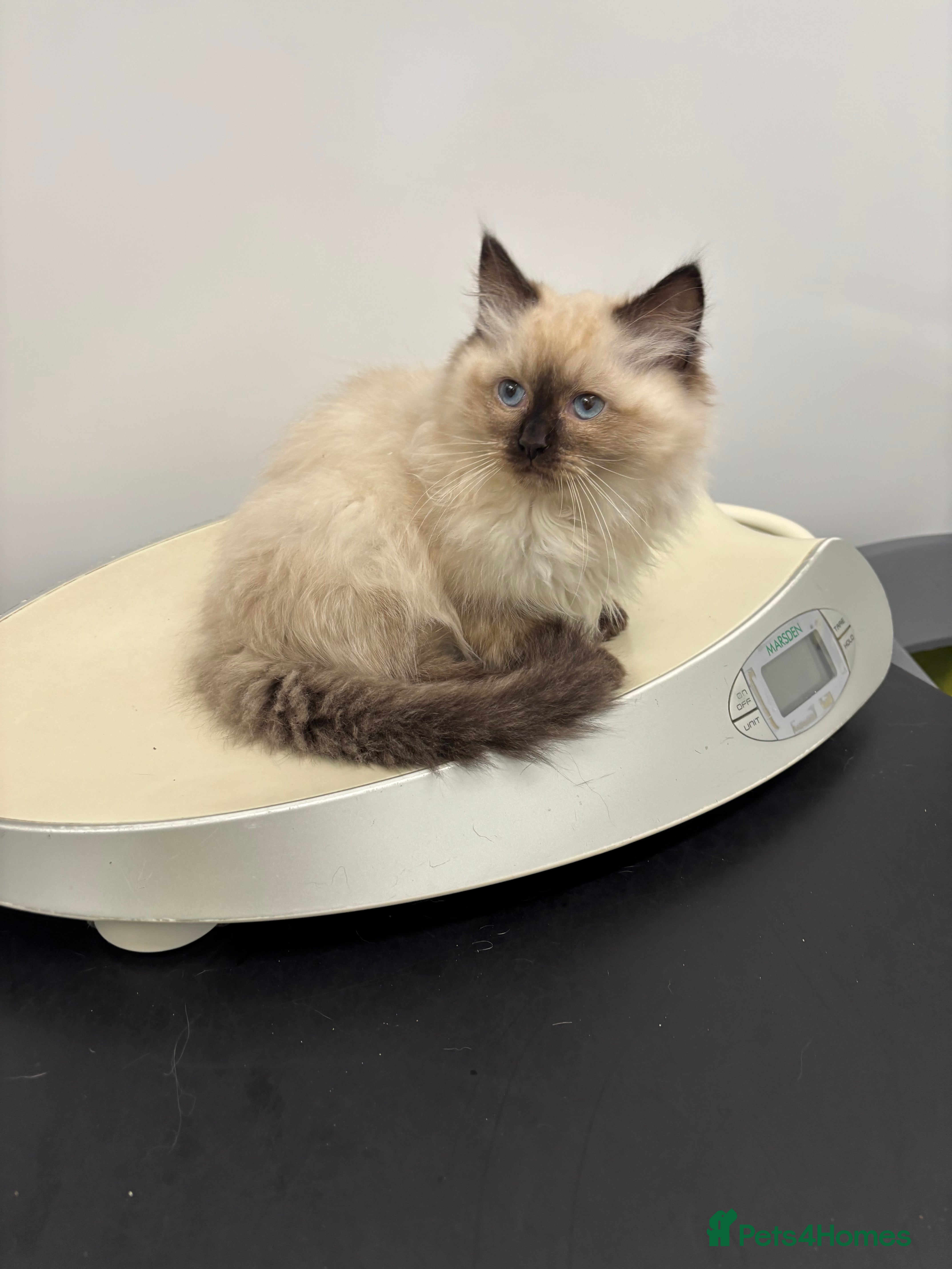 Ragdoll cats Stunning seal colourpoint boy gccf registered  - Advert 17
