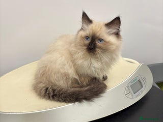 Ragdoll cats Stunning seal colourpoint boy gccf registered - Advert 16
