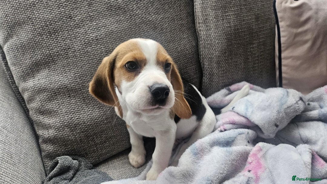 Beagle dogs for sale: KC Registered Pedigree Male Beagle Pup - Image 4