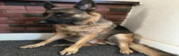 German Shepherd dogs for sale: Urgent need a loving home before 4th of Feb  - Advert 3