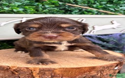 Cocker Spaniel dogs for sale: 🌟 cocker spaniel puppies 🌟 - Image 9