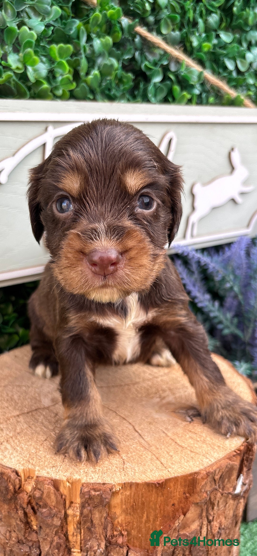 Cocker Spaniel dogs for sale: 🌟 cocker spaniel puppies 🌟 - Image 9