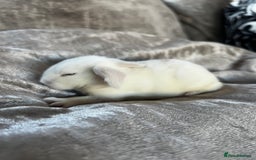 English rabbits for sale: Baby rabbits  - Image 3