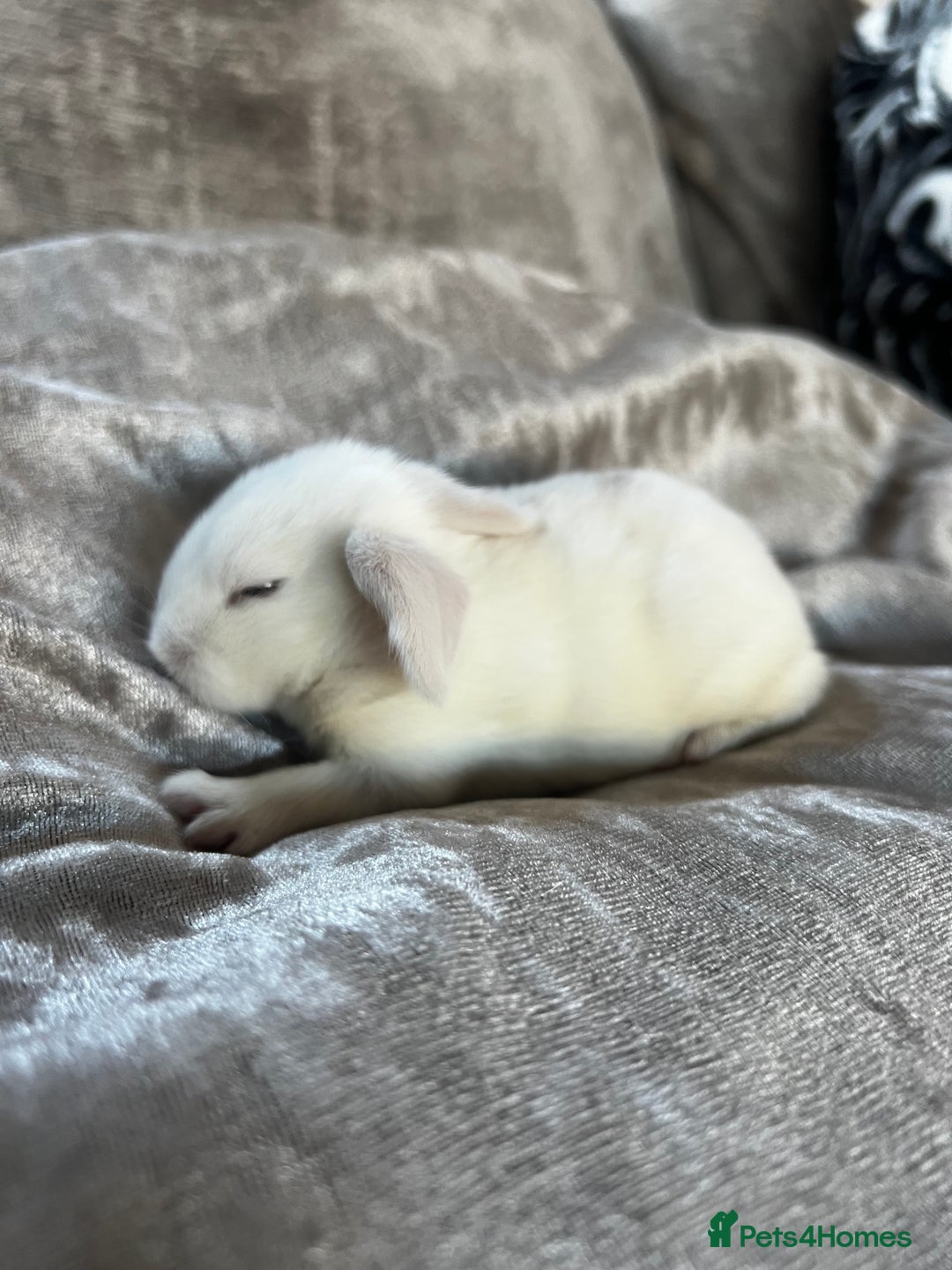 English rabbits for sale: Baby rabbits  - Image 3