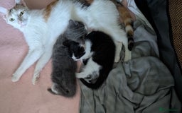 Mixed Breed cats for sale: Mixed breed Kitten  - Image 5