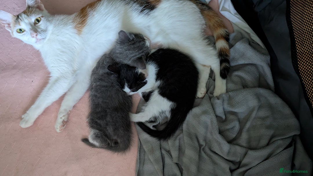 Mixed Breed cats for sale: Mixed breed Kitten  - Image 5