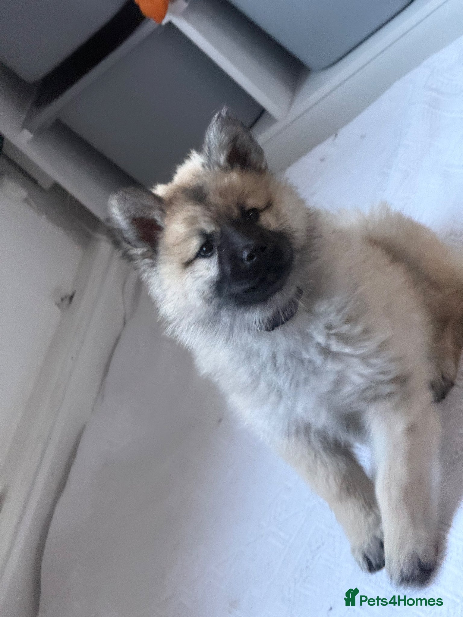 Eurasier dogs White Swiss Shepherd x Eurasier Hybrid puppies  - Advert 1