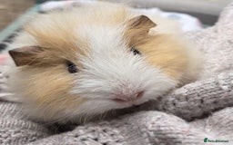 Guinea Pig rodents for sale: 3 beautiful females for sale  - Image 8