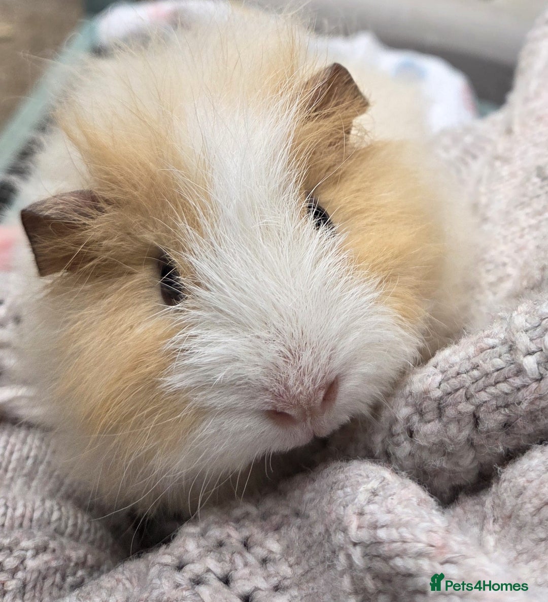 Guinea Pig rodents for sale: 3 beautiful females for sale  - Image 8