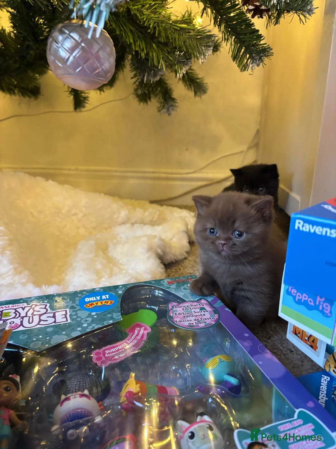 British Shorthair cats for sale: 2 GCCF female British short hair kittens  - Advert 3