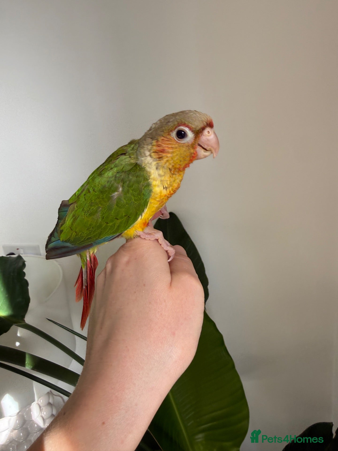 Conures birds Pineapple and Turquoise Conures - Advert 1