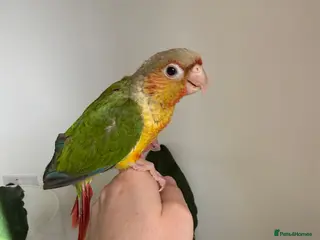 Conures birds Pineapple and Turquoise Conures - Advert 1