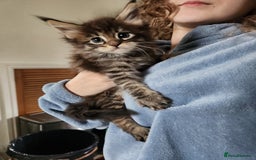 Maine Coon cats for sale: Maine coon kittens full papers  - Image 5