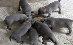 Staffordshire Bull Terrier dogs for sale: Blue Staffordshire Bull Terrier puppies, KC reg. - Image 5