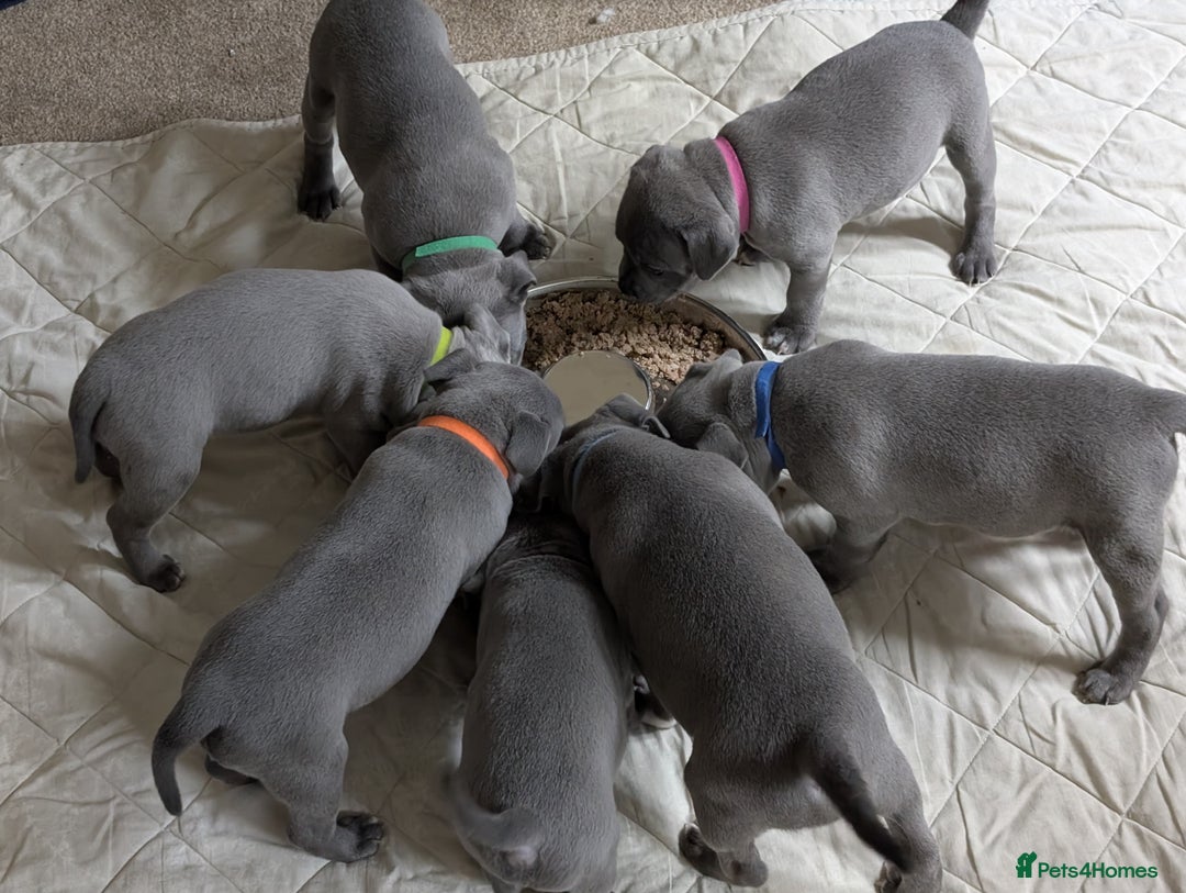 Staffordshire Bull Terrier dogs for sale: Blue Staffordshire Bull Terrier puppies, KC reg. - Image 5
