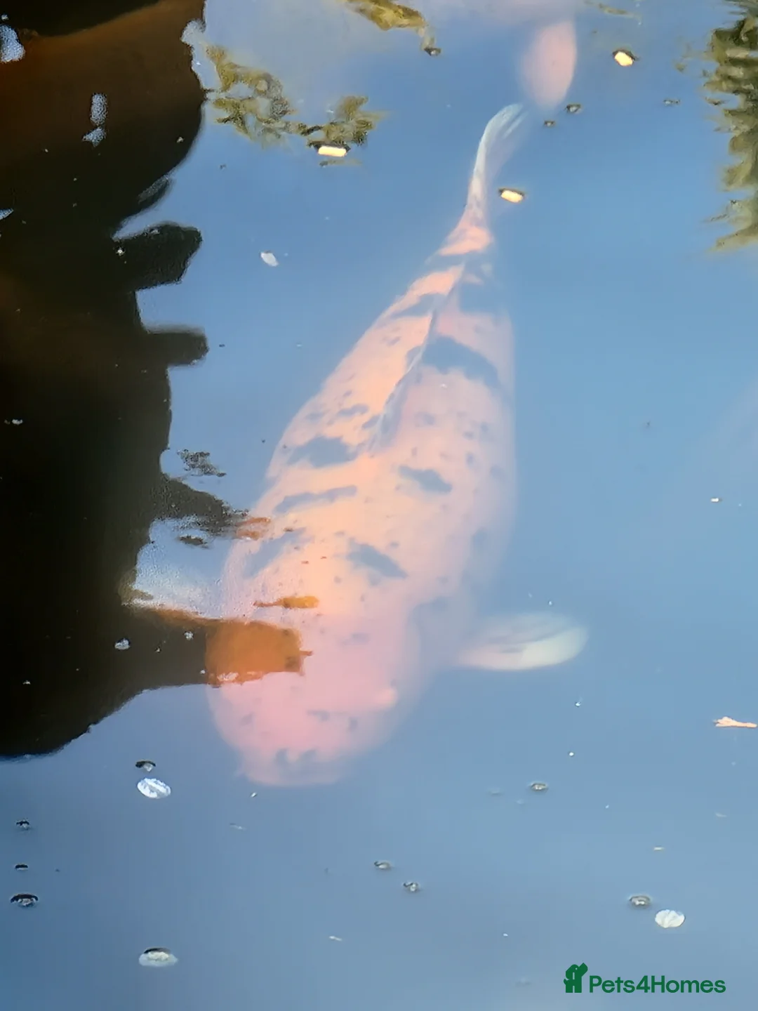 Koi Carp fish for sale: Koi Carp/Albino Sturgeon full lot needing to sell in London - Advert 1